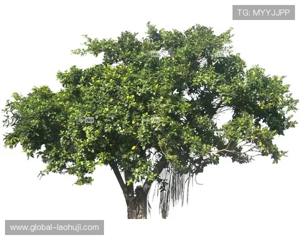 png电子多种透明背景图片资源,满足不同设计需求的优质平台 png电子多种透明背景图片资源,满足不同设计需求的优质平台